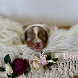 Aussiedoodle Puppies from Crystal Ridge Doodles