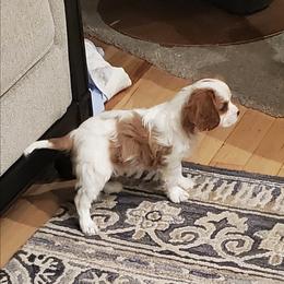 Cavalier King Charles Spaniel Puppies from Caballarius Cavalier King Charles Spaniels
