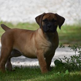 Red Collar - Reddish brown female Boerboel puppy in Manitowoc, Wisconsin from Mae Boerboel