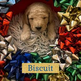 Biscuit - Cream male Goldendoodle puppy in Stroudsburg, Pennsylvania from Momma’s Mini Goldendoodles