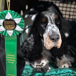 Colt - English Springer Spaniel