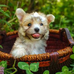 Companion Cross, Havanese, Mal-Shi, Maltese, Maltipoo, Morkie, and Shih Tzu Puppies from Seeking Shalom Acres Maltese, Maltipoos & Havamalts