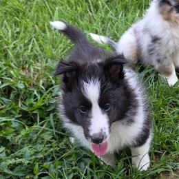 Tux - Black and white male Shetland Sheepdog puppy in Lake Cumberland Area, Kentucky from Whitehaven Farm Shelties