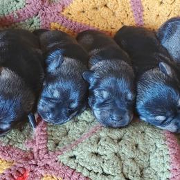 AKC Laredo - Salt and pepper female Miniature Schnauzer puppy in Richardton, North Dakota from Crooked Tree Ranch