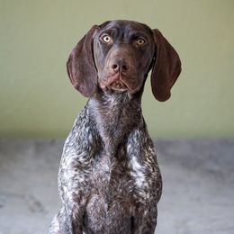 Ruhn - German Shorthaired Pointer