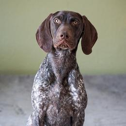 Ruhn - German Shorthaired Pointer