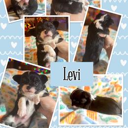 Levi - Black and white male Chihuahua puppy in South Charleston, Ohio from Fine Whines & Lickers