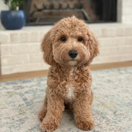Bernedoodle and Goldendoodle All Grown Up from Doodles of North Tx
