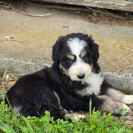 Cowgirl - Black tri-color female Aussiedoodle puppy in Mount Clare, West Virginia from Pineview Farms Australian Shepherds