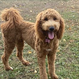 Abby - Goldendoodle