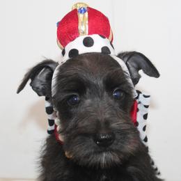 Black Girl 1 Josie - Black female Miniature Schnauzer puppy in Spring Hill, Florida from Suncoast Miniature Schnauzers