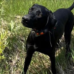 German Shorthaired Pointer puppies from Whispering’s GunDogs