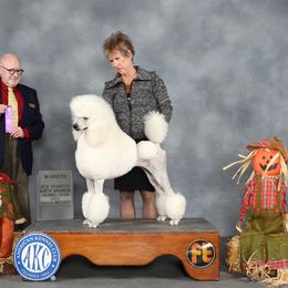 Ivory - Poodle