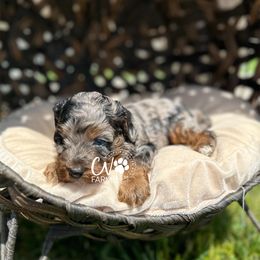 Blue Merle phantom boy - Blue roan and tan Cockapoo puppy in Cassville, Missouri from CW Aussiedoodles