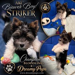 AKC on sale 1700 ready to go - Black tan and white male Biewer Terrier puppy in Kennesaw, Georgia from Dreamy Pups