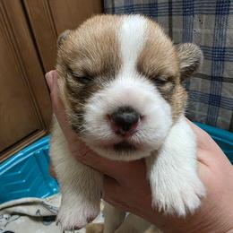 Boy 3 - Red male Pembroke Welsh Corgi puppy in Middleburg, Florida from Mulkeys Little Corgis