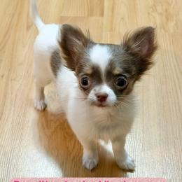 Lilac - Chocolate blue female Chihuahua puppy in Williamsburg, Virginia from PAWSitive Cheeky Chihuahuas