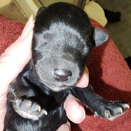 Sweet Pup's Cocoa Puff - Black male Miniature Schnauzer puppy in North Zulch, Texas from Sweet Pup Schnauzers