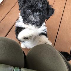 Havana Silk Dog Puppies from Marge Feiner