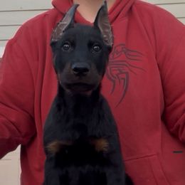 Calypso (Yellow collar) - Black and rust female Beauceron puppy in Waller, Texas from Côté Obscur