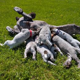 German Shorthaired Pointer Puppies from Halestorm Kennel