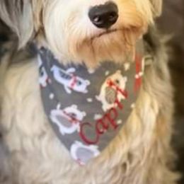 Australian Shepherd puppies from Twin Oaks Creek Aussie, Bernedoodle & Aussie doodle Farm