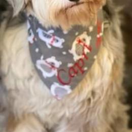 Australian Shepherd puppies from Twin Oaks Creek Aussie, Bernedoodle & Aussie doodle Farm