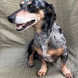 Bud - Dachshund