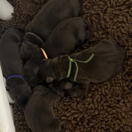 Blue Collar Male - Chocolate male Labrador Retriever puppy in Kissimmee, Florida from SunState Labs