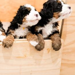 Bernedoodle, Goldendoodle, and Poodle Puppies from Teddy Doodles & Standard Poodles