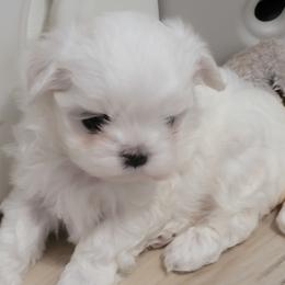 Cookie - White and lemon female Maltese puppy in Allentown, Pennsylvania from Linda's Lovely Maltese