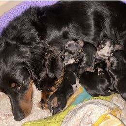Dachshund Puppies from Yellowstone Dachshunds
