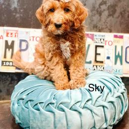 Sky - Cream female Goldendoodle puppy in Pasco, Washington from Camp Doodle Woods