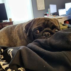 Togo - Pug