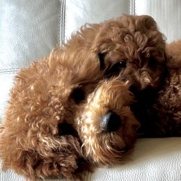 Butters - Labradoodle