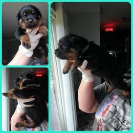 Rottweiler Puppies from Panhandle Rottweilers