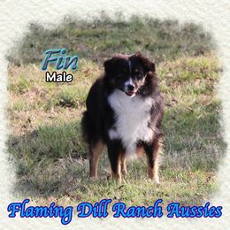 Fin - Black tri male Toy Australian Shepherd puppy in Forestburg, Texas from Flaming Dill Ranch Aussies