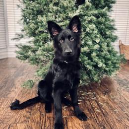 German Shepherd Puppies from Fancy GSDs