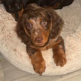 Gilmore - Dapple male Dachshund puppy in Maidsville, West Virginia from L&B Lowriders