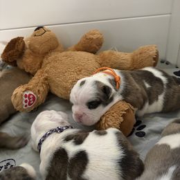 Orange - Fawn brindle and white male Bulldog puppy in Krum, Texas from K & K Little Blessings