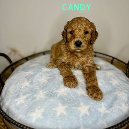 Candy - Apricot Goldendoodle puppy in Houston, Texas from Golden Life Doodles