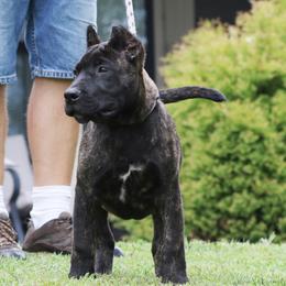 White Collar - Tiger female Perro de Presa Canario puppy in Pocahontas, Illinois from Cabeza Grande Kennel