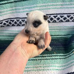 Boy 2 - Blue speckled male Australian Cattle Dog puppy in Cottage Grove, Oregon from Heirloom Ranch