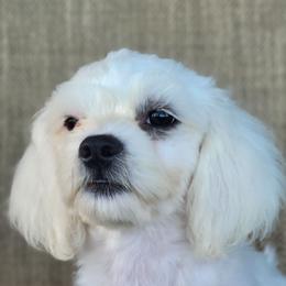 Pearl - Cream female Shichon puppy in Limestone, Tennessee from Pilot Hill Teddy Bear Puppies