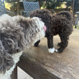 Labradoodle Puppies from Jazzy's Doodles