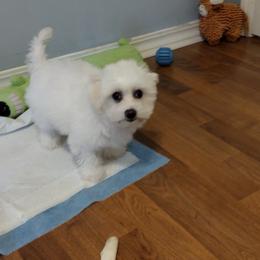 Coton de Tulear Puppies from Coton Country