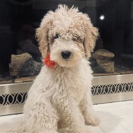 Goldendoodle Puppies from Peachy Pine Goldendoodles