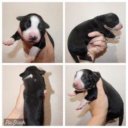 Ruby - Black tri-color female Australian Shepherd puppy in Iola, Texas from MK Aussies