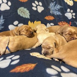 Female Pup 1 - Dark golden female Golden Retriever puppy in Boise, Idaho from Mountain Reign Golden Retrievers