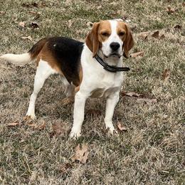 Louie - Black tan and white male Beagle puppy in Mansfield, Missouri from Rippee Creek Kennel